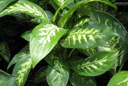 گل‌های آپارتمانی دارید حتما بخوانید | ایست قلبی در تماس با این گیاه | مراقب کودکانتان باشید