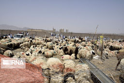 قیمت تمام شده دام اول پاییز 1401چقدر شد؟