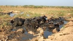 هورالعظیم دوباره زنده شد 