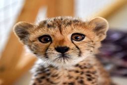 انتشار تصویر بامزه از توله یوز ایران خانم+عکس