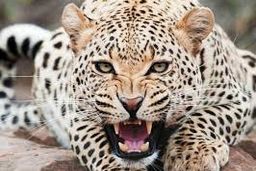 حمله وحشتناک پلنگ به مدرسه/ کودک ۱۰ساله زخمی شد+فیلم