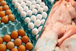 مرغ را از این قیمت بالاتر نخرید | قیمت واقعی مرغ چند است ؟ 