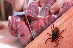 هشدار درباره یک بیماری ویروسی | علائم اولیه بیماری مانند کروناست |۱۰ فوتی در سال قبل