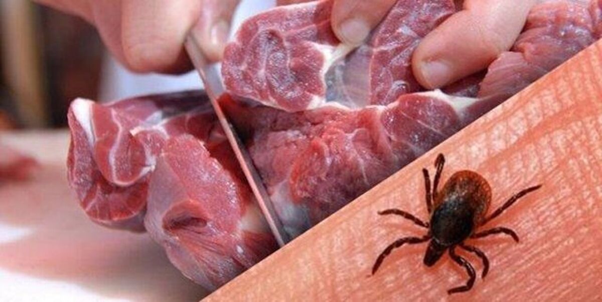 مصرف گوشت تازه تا 24 ساعت ممنوع| «تب کریمه کنگو» در کمین است