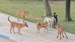 حمله وحشتناک سگ‌های ولگرد به ۲ دختر بچه کرمانی + عکس