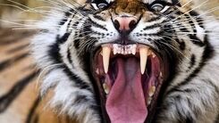 حمله هولناک  ببر به پیرزن ۶۹ ساله+ فیلم داغ 