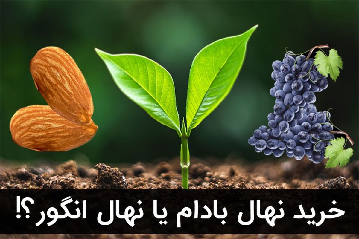 خرید نهال بادام یا انگور؟!