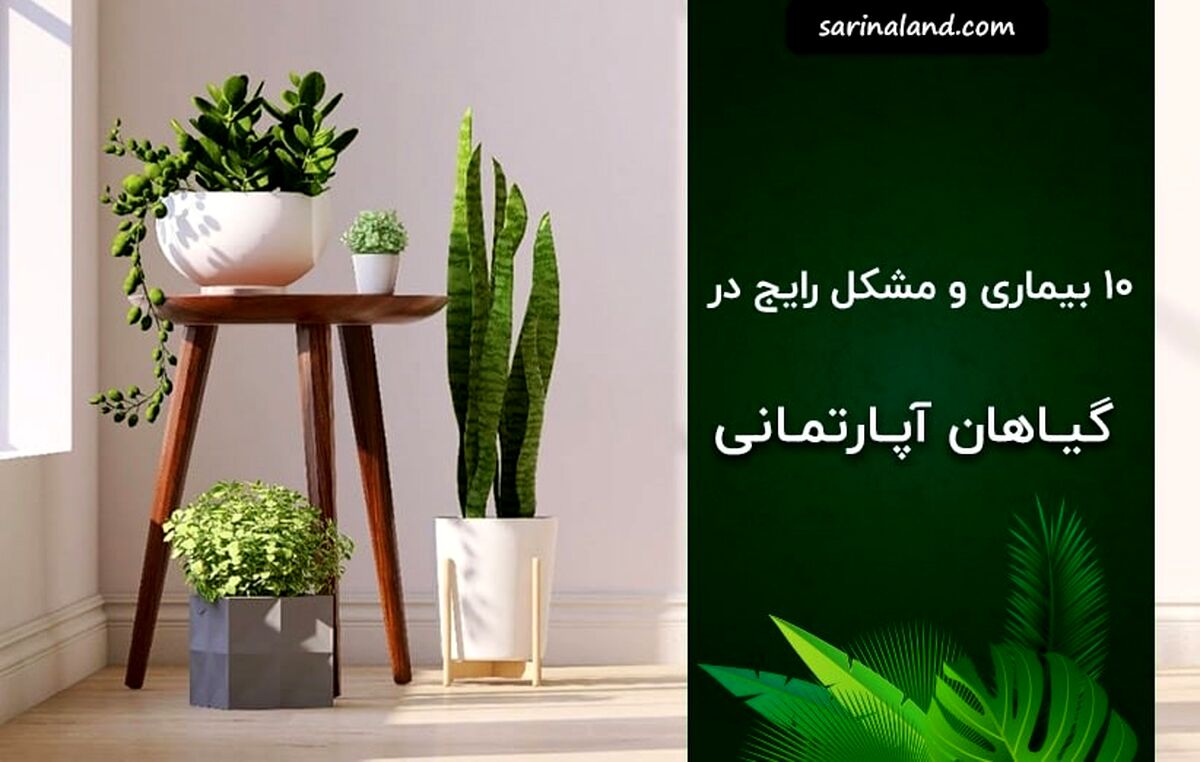 10 بیماری و مشکل رایج در گیاهان آپارتمانی