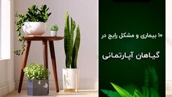 10 بیماری و مشکل رایج در گیاهان آپارتمانی