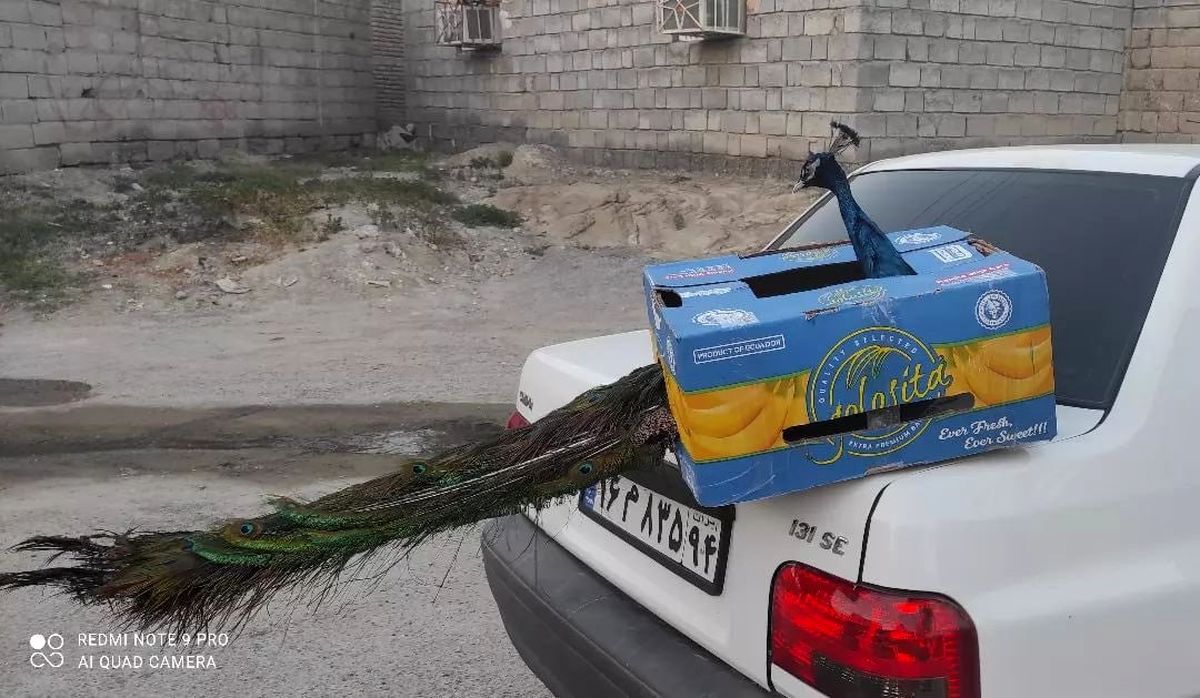 حمل طاوووس با طاووس | تصویری عجیب از یک طاووس درون یک جعبه و روی صندوق پراید! +عکس