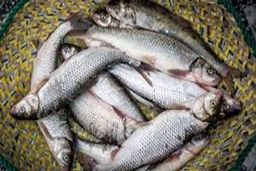 جدیدترین قیمت ماهی در بازار | ماهی قزل آلا کیلویی چند شد ؟