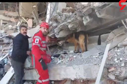 فیلم حیرت انگیز از نجات مرد زلزله زده از زیر آوار | سگ‌های جست‌وجو و نجات ایران چه کردند!