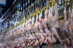 دستور فوری قضایی برای تنظیم قیمت مرغ+ جزئیات