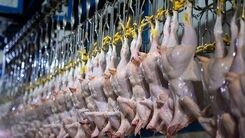 قیمت مرغ تا ۱۰ روز آینده کاهش می یابد