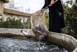 گرانی سرسام آور ماهی/ قزل‌ آلا کیلویی ۱۲۵هزارتومان!