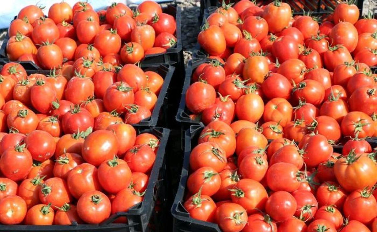 گوجه از ماه آینده ارزان می شود