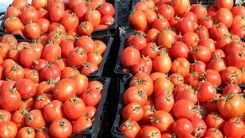 گوجه از ماه آینده ارزان می شود