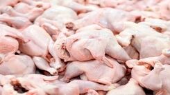 قیمت جدید مرغ | برای ارزانی مرغ فقط یک هفته صبر کنید