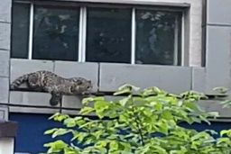 تصاویر لحظه ورود پلنگ به خیابان‌های قائمشهر؛ وحشت مردم  +فیلم