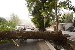  در خیابان ولیعصر تهران چه اتفاقی افتاد؟! +‌فیلم داغ 